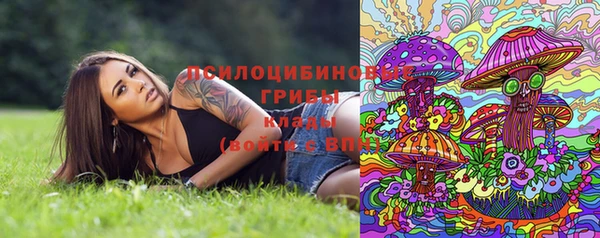 индика Бородино